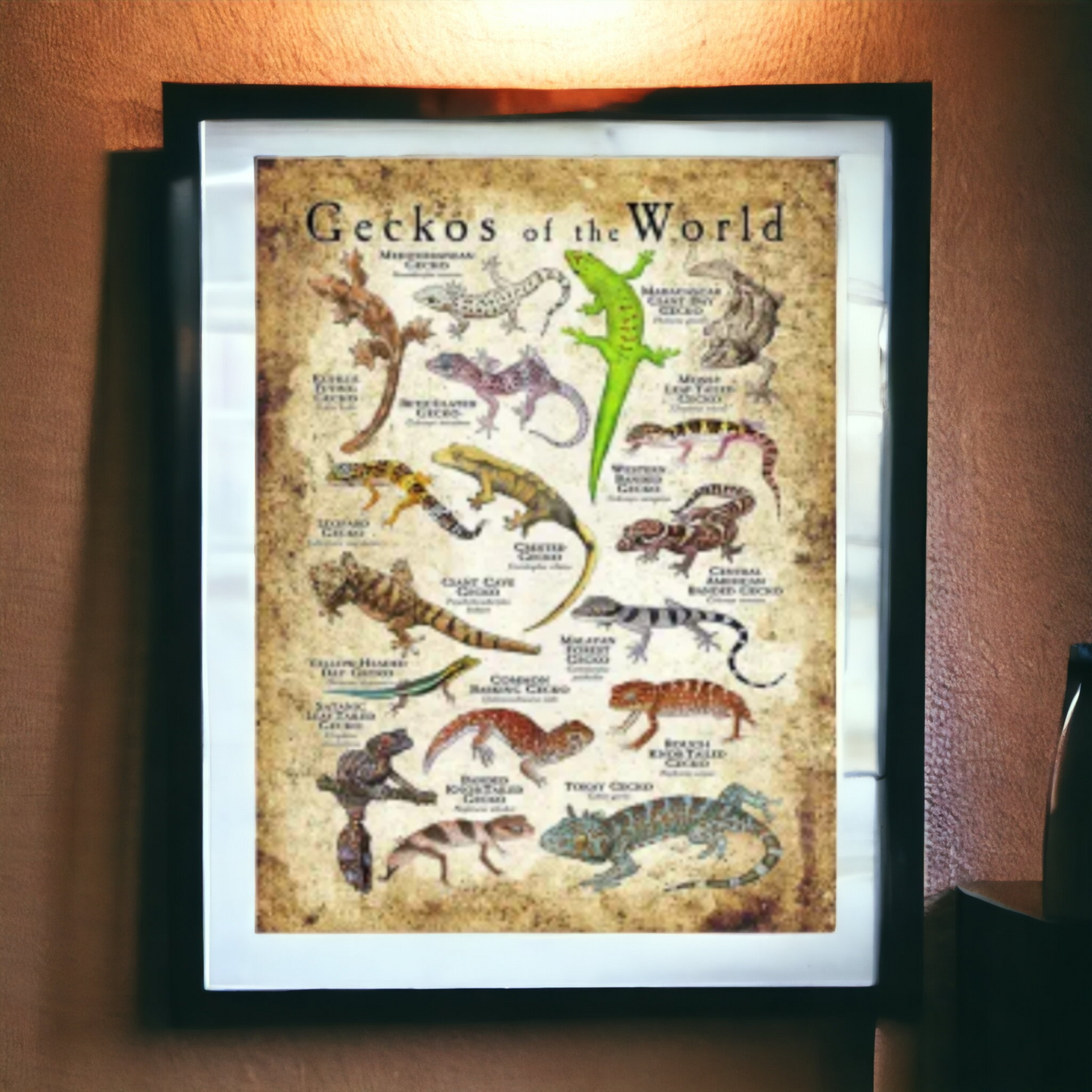 Geckos Of The World Canvas (no frame)