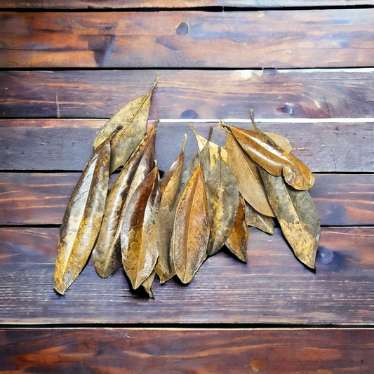 Magnolia Leaf Litter