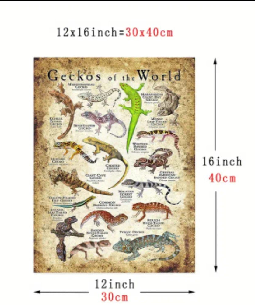 Geckos Of The World Canvas (no frame)